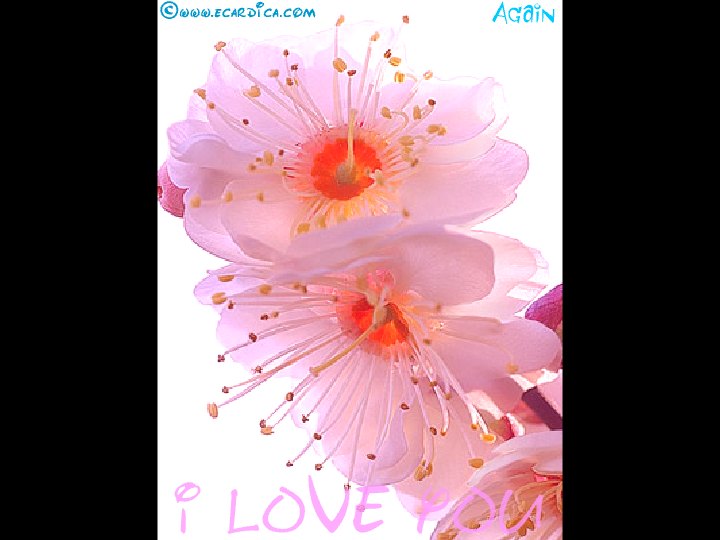 I Love You Pink Blossoms eCard - free For Her greeting card